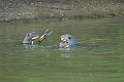 Giant Otter